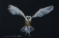 Barn owl