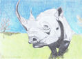 Rhinoceros