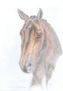 Dressage horse portrait