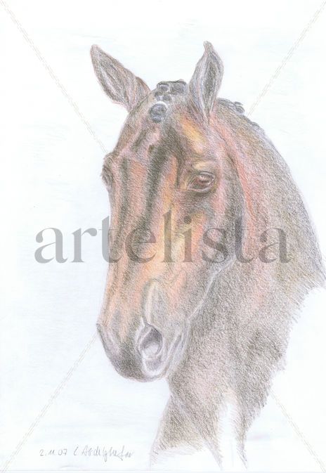 Dressage horse...