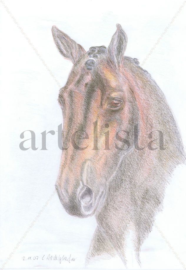 Dressage horse portrait