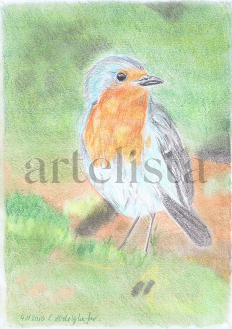 Robin redbreast