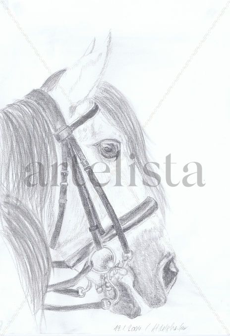 Andalusian stallion...