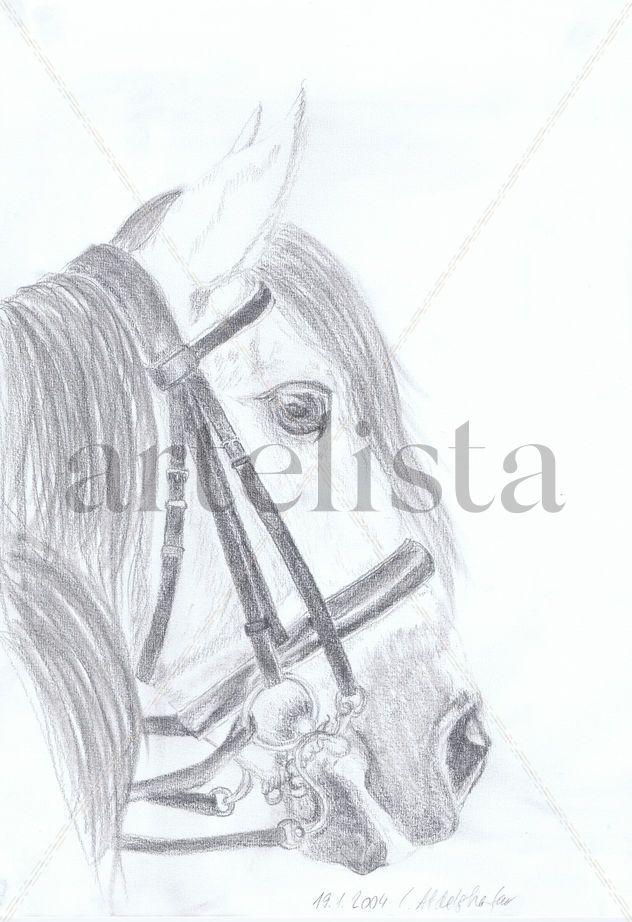 Andalusian stallion with magnificient bridle