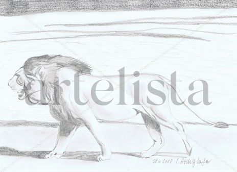 Lion walking