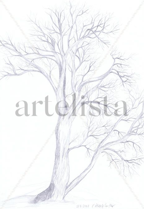 Willow tree