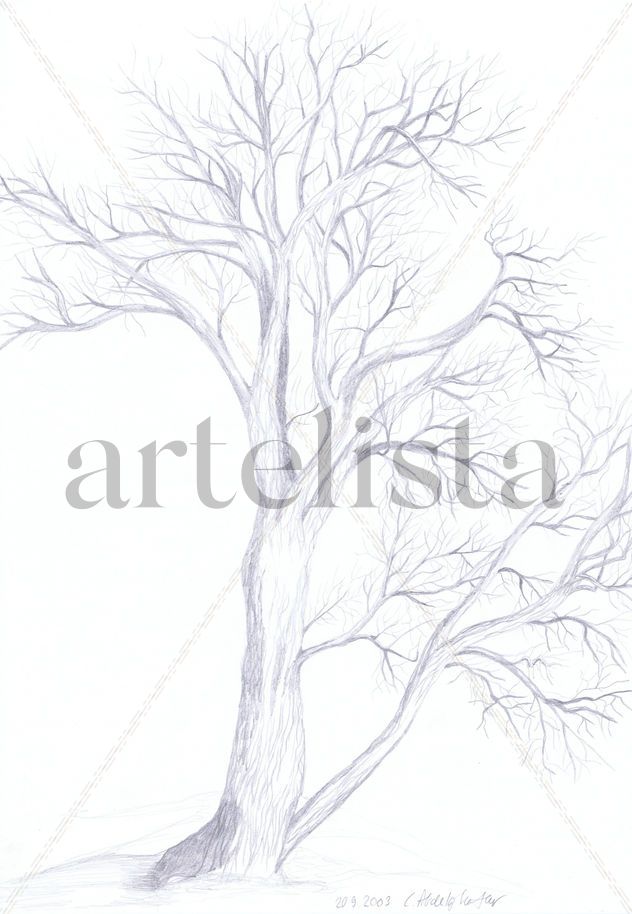Willow tree