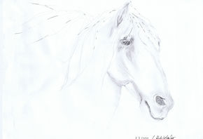 Andalusian stallion