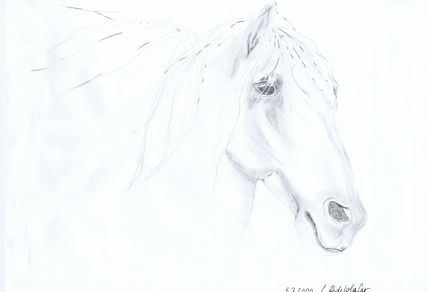 Andalusian stallion