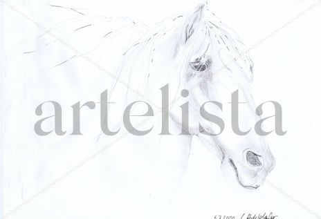 Andalusian stallion