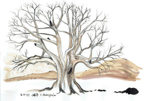 Tree study with ink