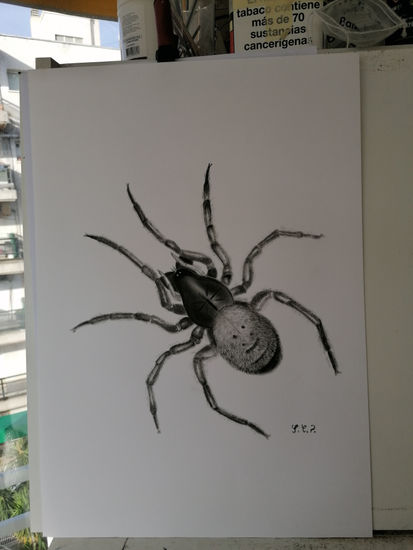 Araña Óleo Papel Otros