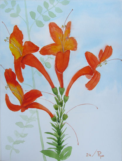 tecoma capensis Watercolour Paper Floral Painting