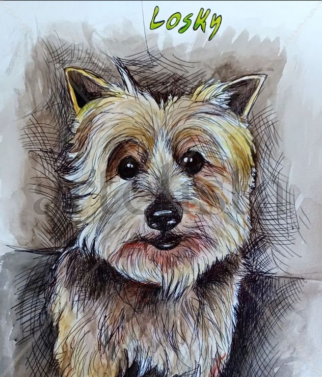Losky