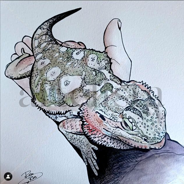 Iguana