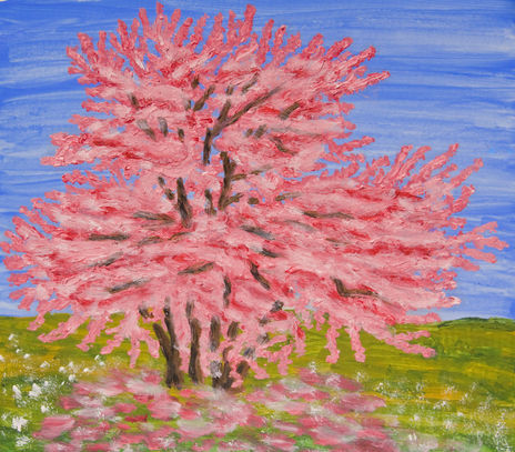 Redbud (cercis) tree