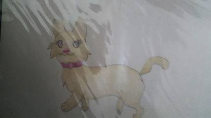 Gato Fino
