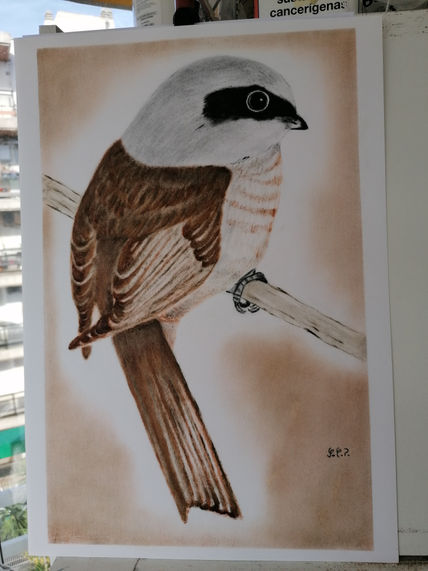 Pájaro insectivoro