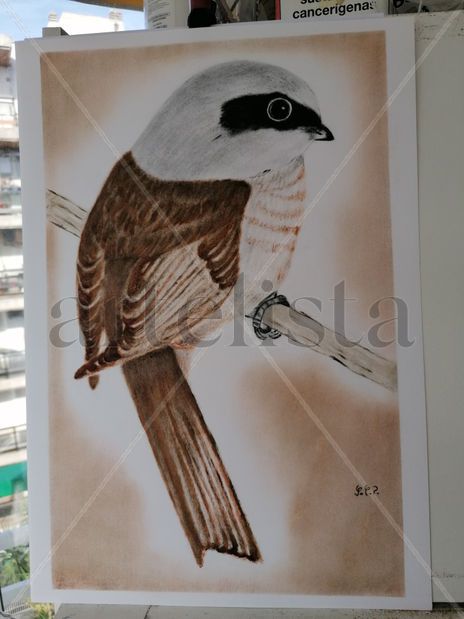Pájaro insectivoro
