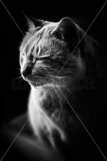 Gato en blanco y negro Naturaleza Blanco y Negro (Digital)