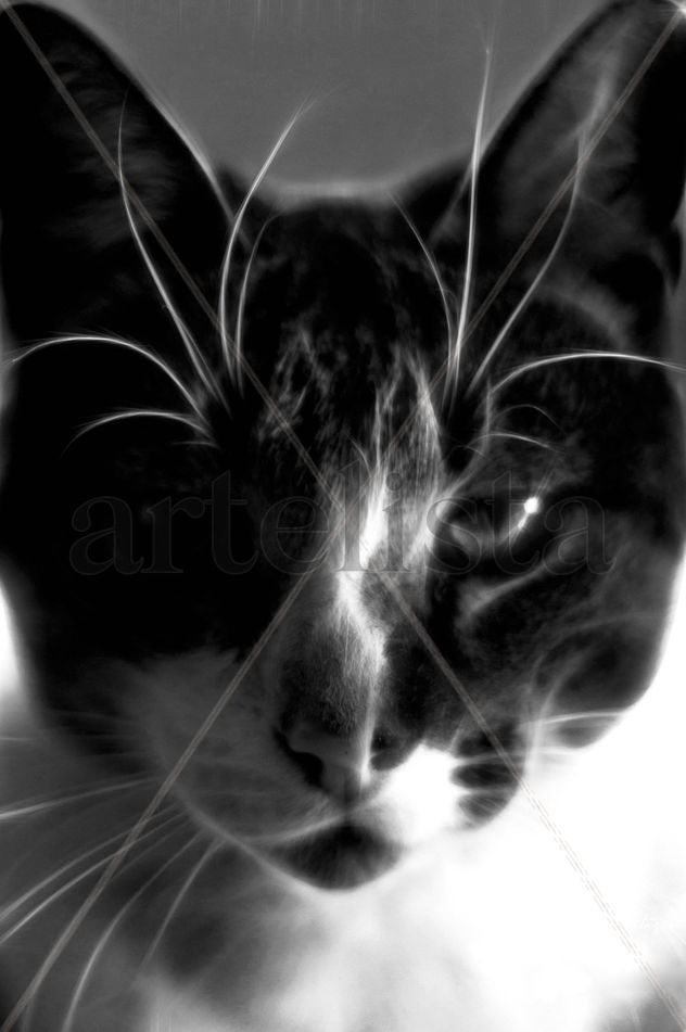 Pintura digital de mi gato
