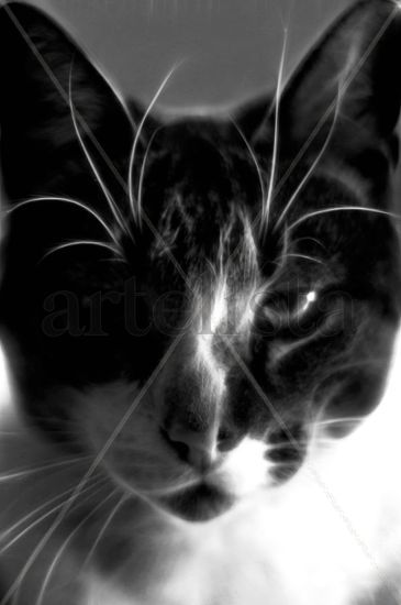 Pintura digital de mi gato Naturaleza Blanco y Negro (Digital)