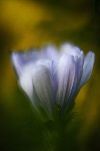 Flor macro azulada