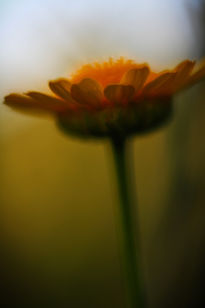 Flor macro amarilla