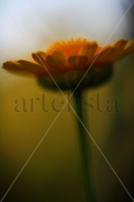Flor macro amarilla