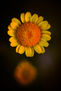 Conjunto de flores macro amarillas