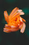 Flor amarilla en forma de estrella