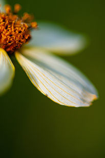 Flor, con bokeh,...