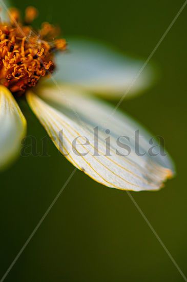 Flor, con bokeh, petalos Nature Color (Digital)