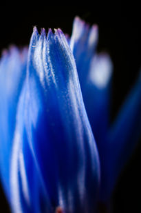 Flor azul con bokeh