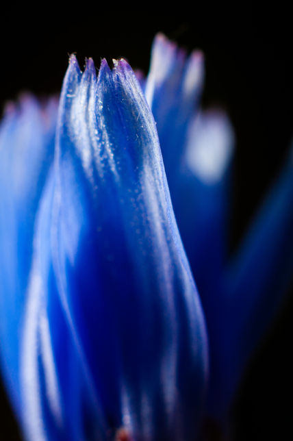 Flor azul con bokeh
