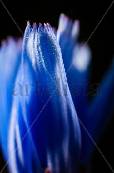 Flor azul con bokeh Naturaleza Color (Digital)