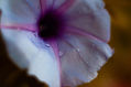 Flor de campana con hermosos colores y bokeh