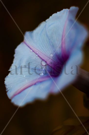 Flor de campana con tonos violacios Nature Color (Digital)