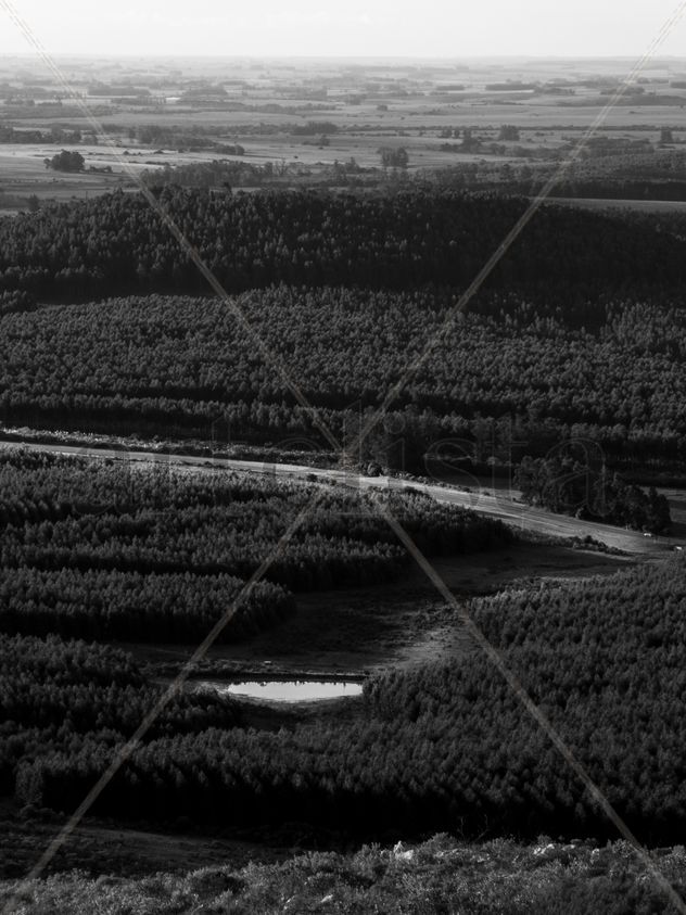 Foto cerros en blanco y negro con bosque de fondo