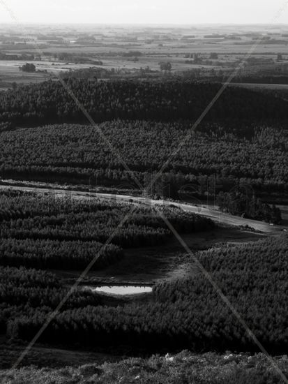 Foto cerros en blanco y negro con bosque de fondo Naturaleza Blanco y Negro (Digital)