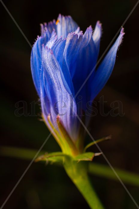 Flor macro azulada