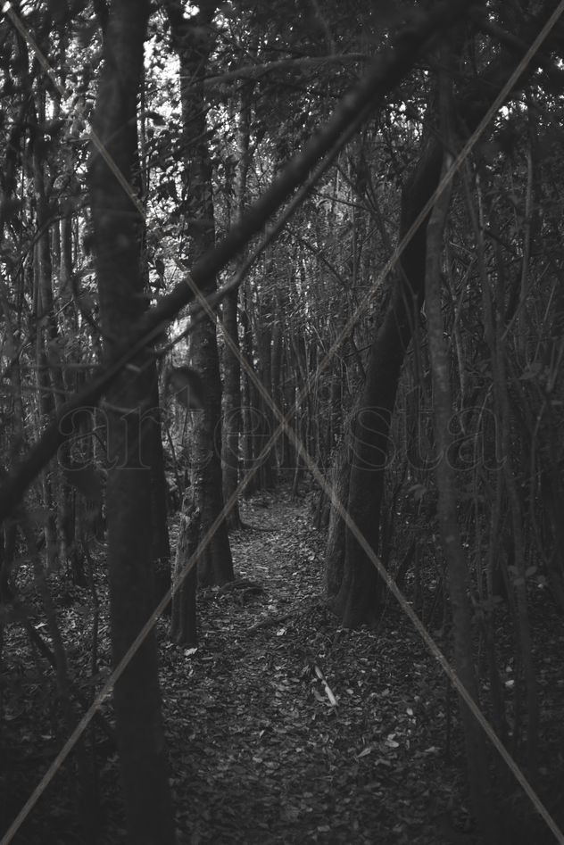Fotografia de bosque sombrio blancoy negro