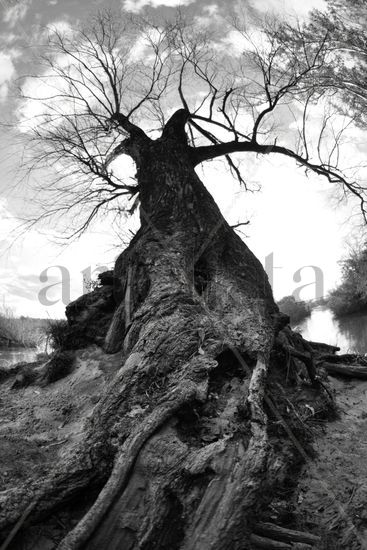 Arbol con rio de fondo Naturaleza Blanco y Negro (Digital)