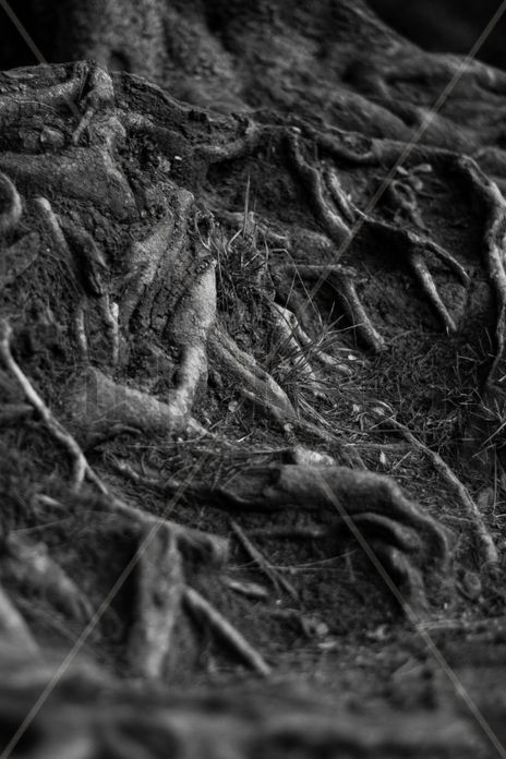 Raices de arbol en...