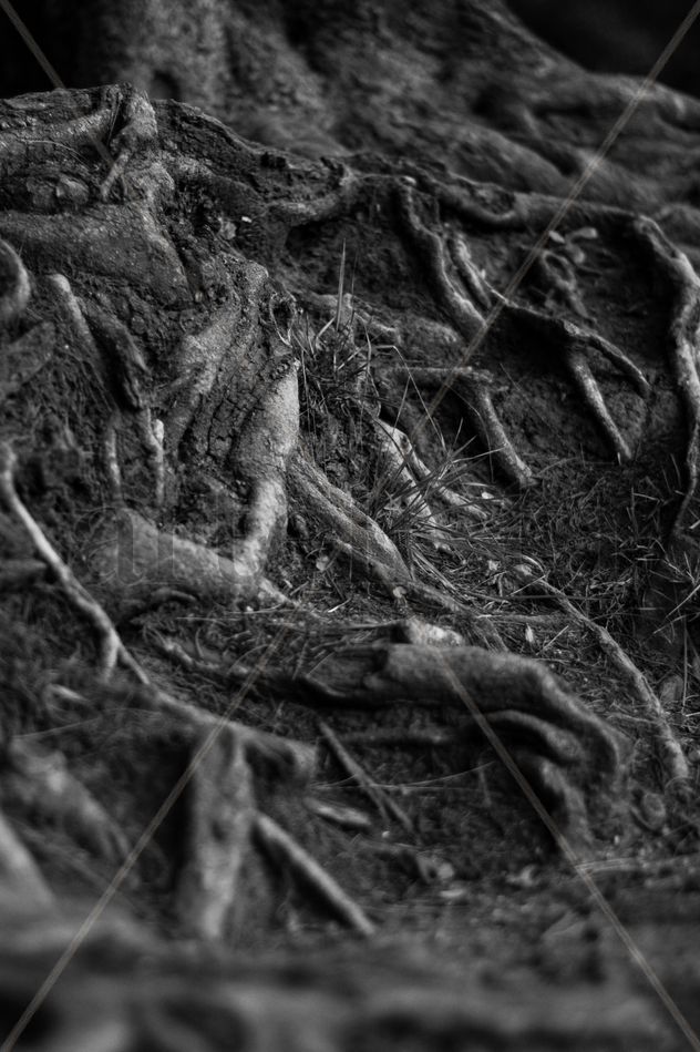 Raices de arbol en blanco y negro