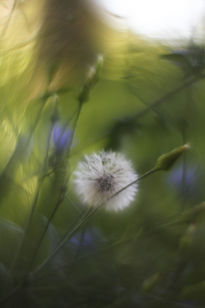 Flor en fondo verde