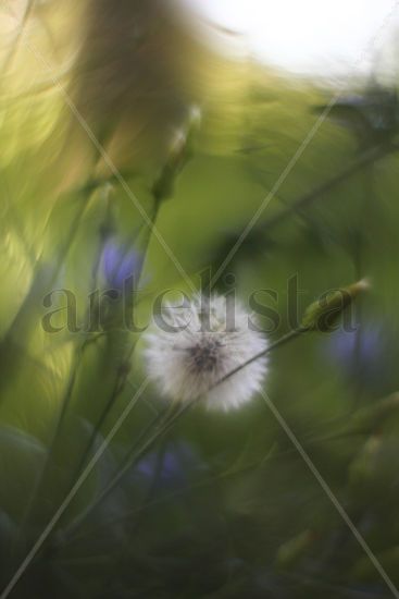 flor en fondo verde Naturaleza Color (Digital)