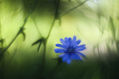 flor azul fondo verde con bokeh