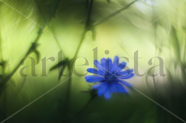 flor azul fondo verde con bokeh