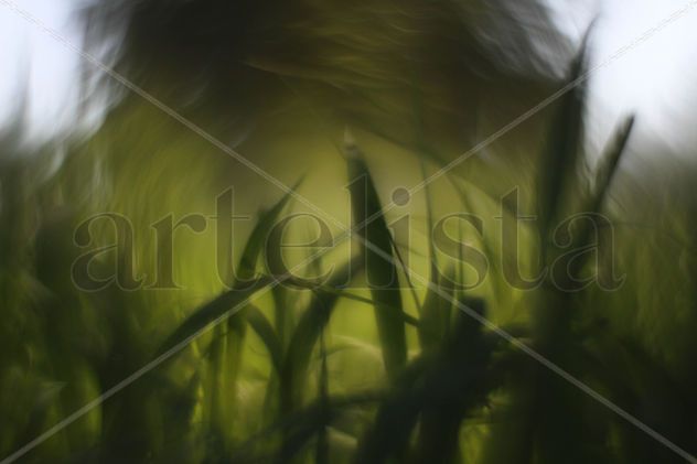 Pasto verde con sol de fondo